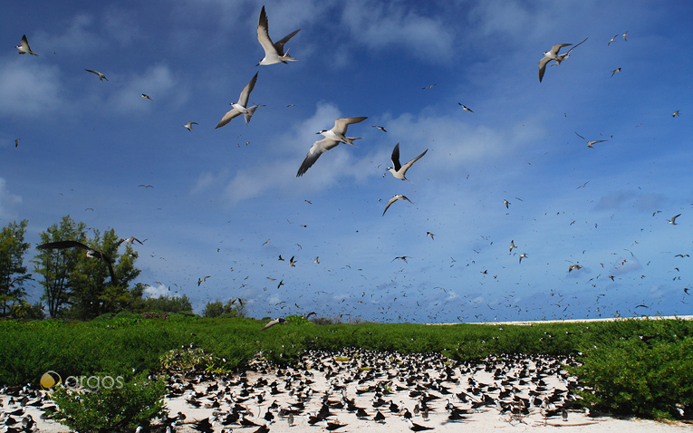 Sooty Tern Kolonie