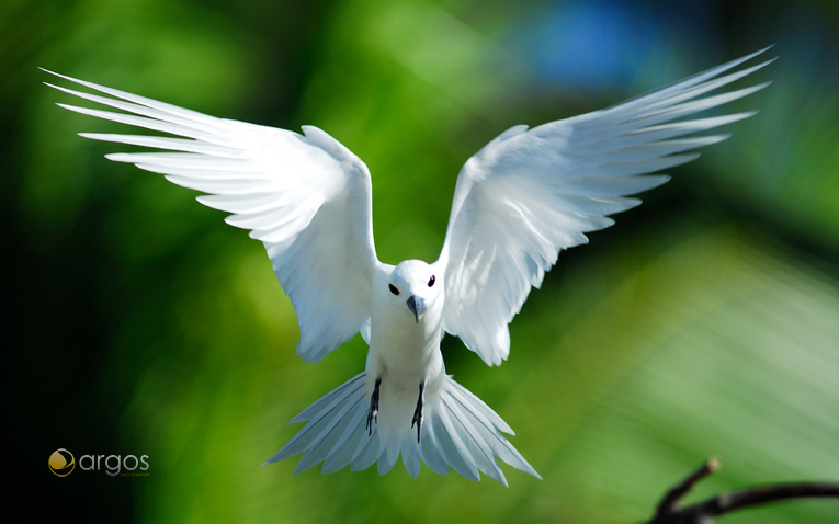 Fairy Tern