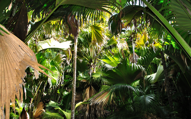 Naturschutzpark Vallee de Mai