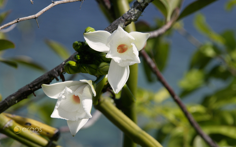 Vanille Orchidee