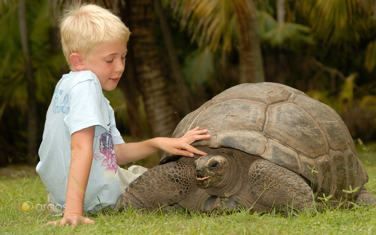 Riesenschildkröte