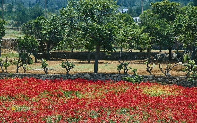 Landschaft von Ibiza