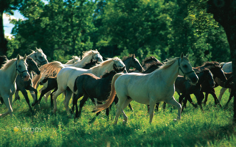 Lipizzaner Pferde