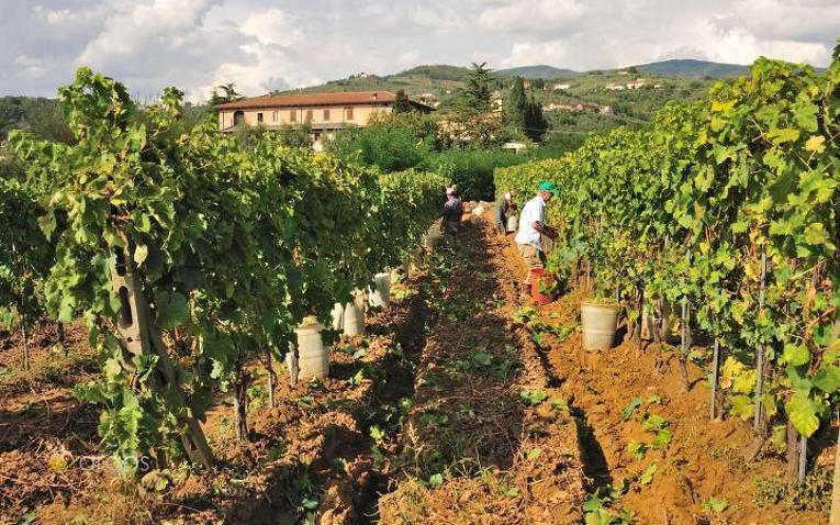 Weinberge in der Provinz Pistoia