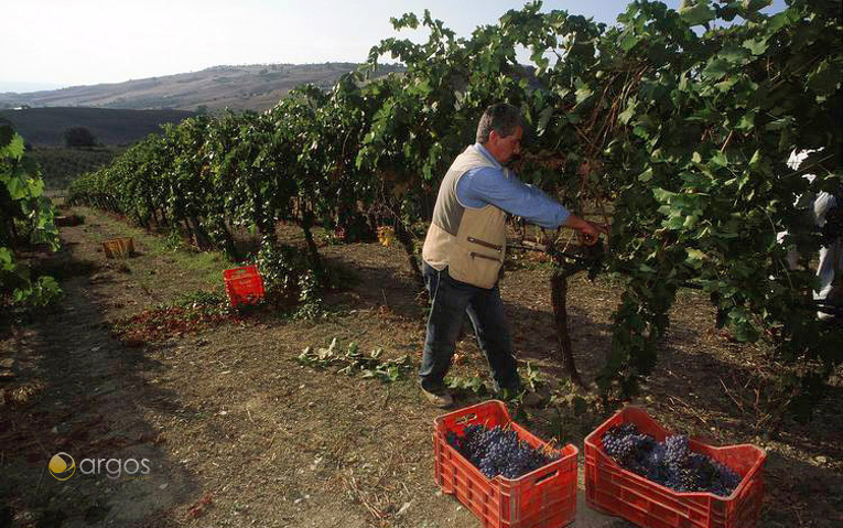 Weinlese in Kalabrien