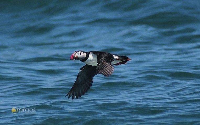 Scilly Puffin (Papageientaucher)