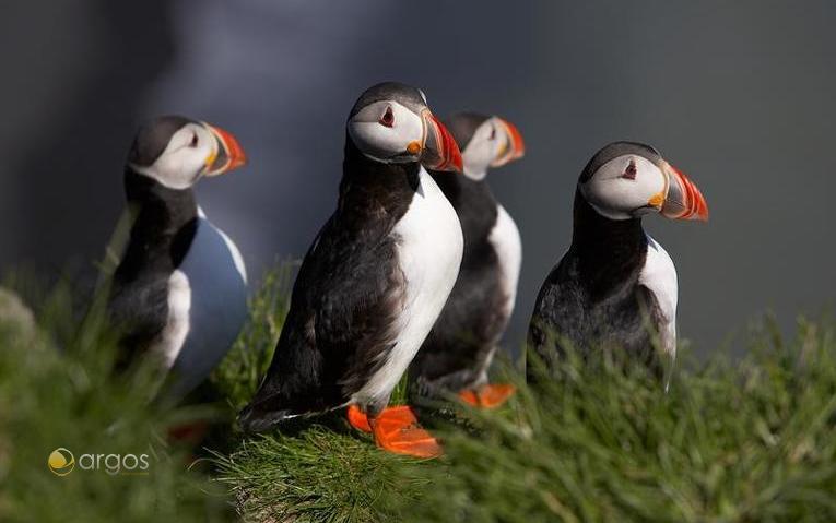 Puffins (Papageientaucher) - Wharzeichen Islands