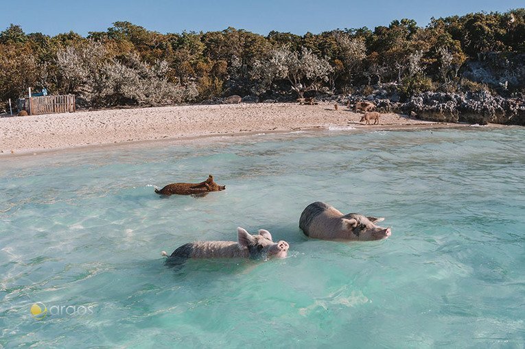 Foto von New Providence und Exuma Cays