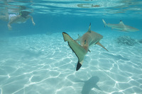 Lagoonarium / Bora Bora